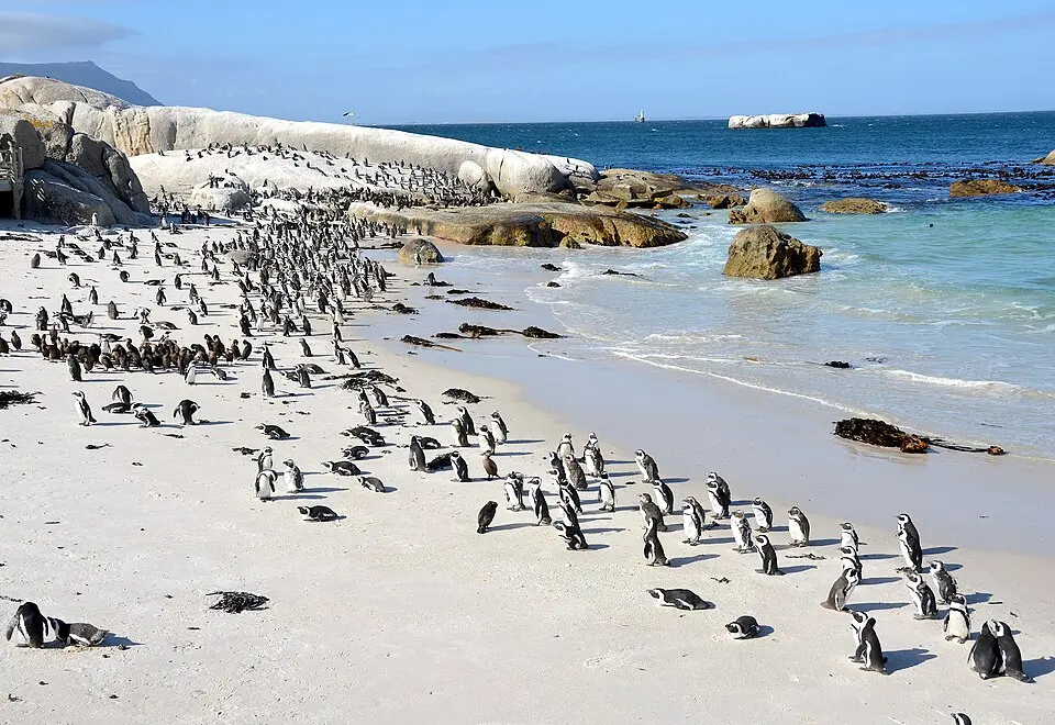 Boulders Beach main