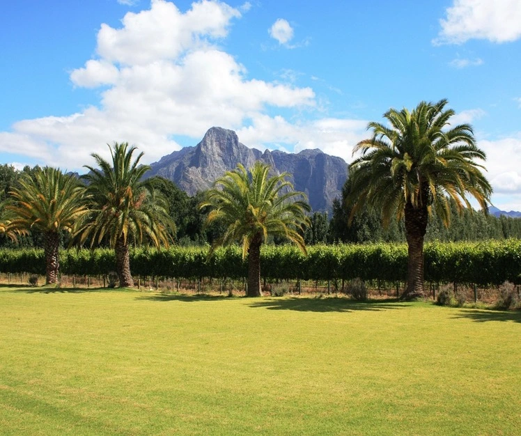 Stellenbosch & Franschhoek Winelands Tour gallery image 4