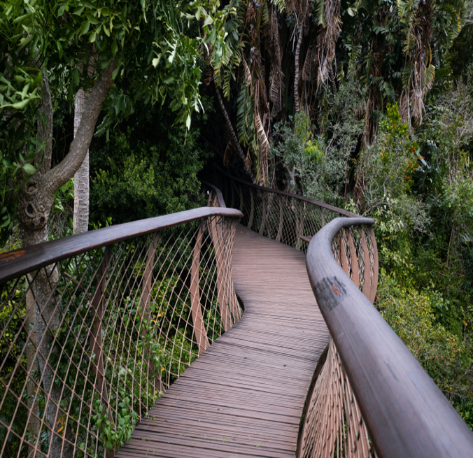 Cape Town Gems – Kirstenbosch & Constantia Winelands Experience gallery image 5