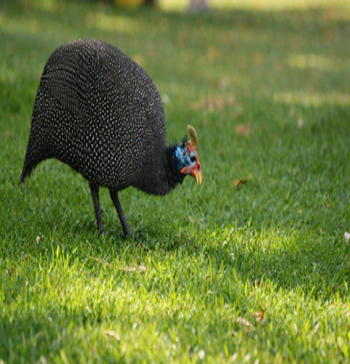 Cape Town Gems – Kirstenbosch & Constantia Winelands Experience gallery image 6